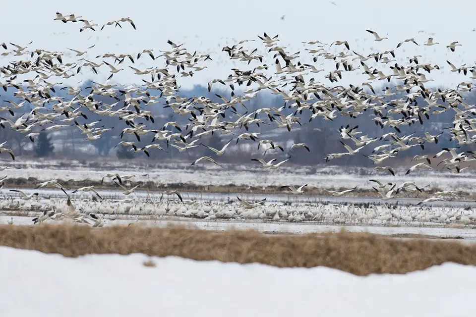 Oies des neiges en migration dans un champ de Baie-du-Febvre